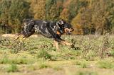 BEAUCERON 335